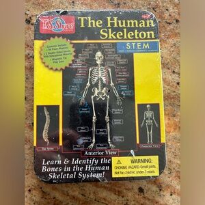 The human skeleton stem